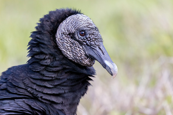 FLORIDA BIRDS-35