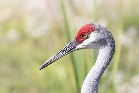 FLORIDA BIRDS-39