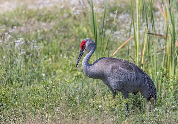 FLORIDA BIRDS-40