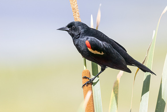 FLORIDA BIRDS-46