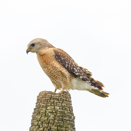 FLORIDA BIRDS-47