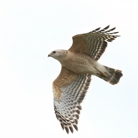 FLORIDA BIRDS-48