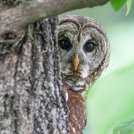 BARRED OWL (10 of 10)