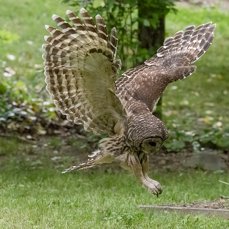 BARRED OWL (2 of 10)