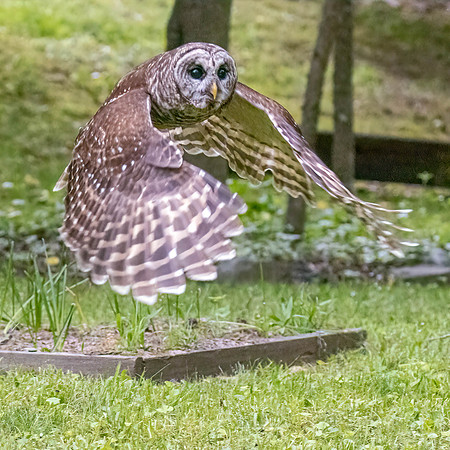 BARRED OWL (4 of 10)