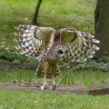 BARRED OWL (3 of 10)