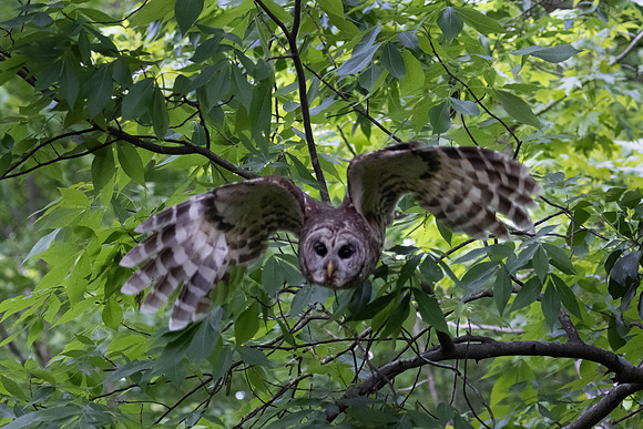 BARRED OWL (1 of 10)