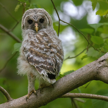 BARRED OWL (5 of 10)