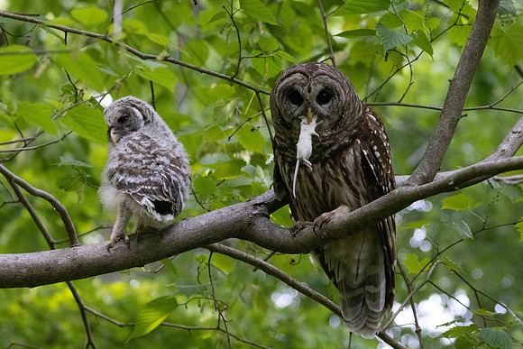 BARRED OWL (6 of 10)