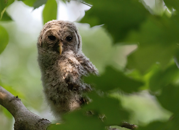 BARRED OWL (8 of 10)