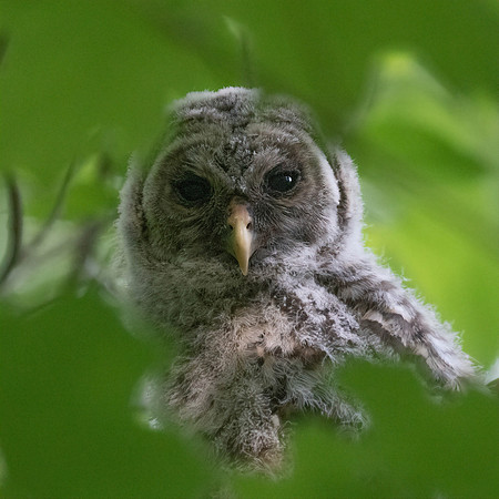 BARRED OWL (7 of 10)