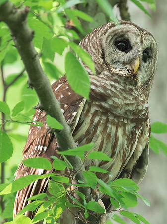 BARRED OWL (9 of 10)