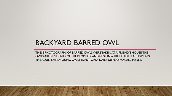 Backyard Barred Owl