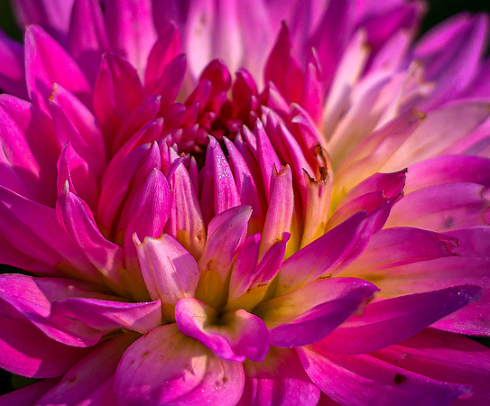FLOWERS-4
