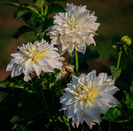 FLOWERS-3