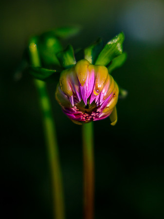 FLOWERS-5
