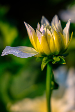 FLOWERS-6