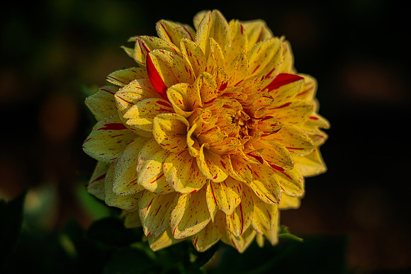 FLOWERS-7