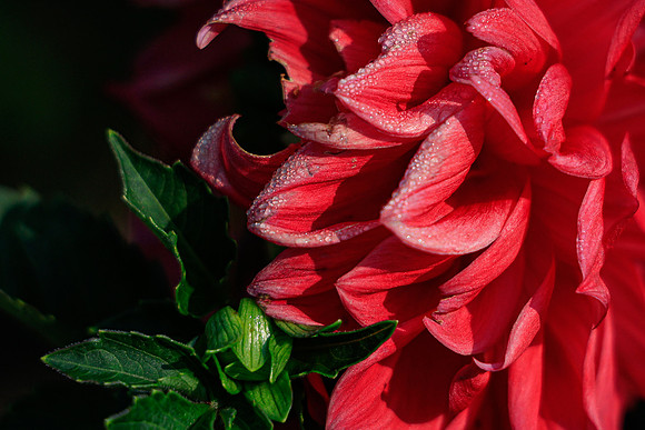 FLOWERS-8