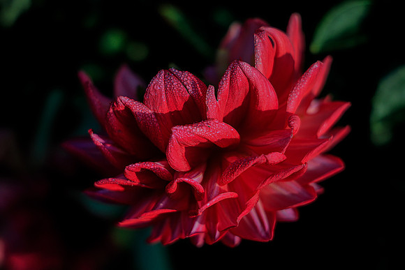 FLOWERS-9