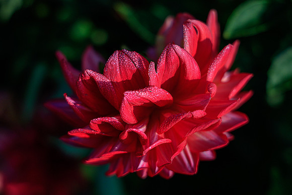 FLOWERS-10