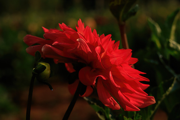 FLOWERS-11