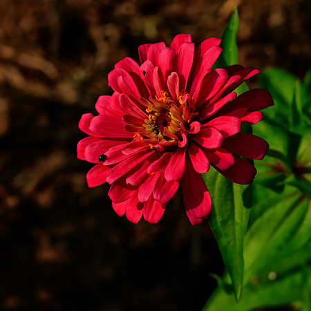 FLOWERS-13