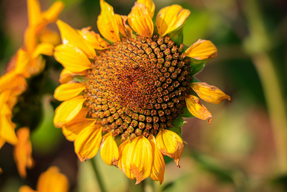 FLOWERS-14