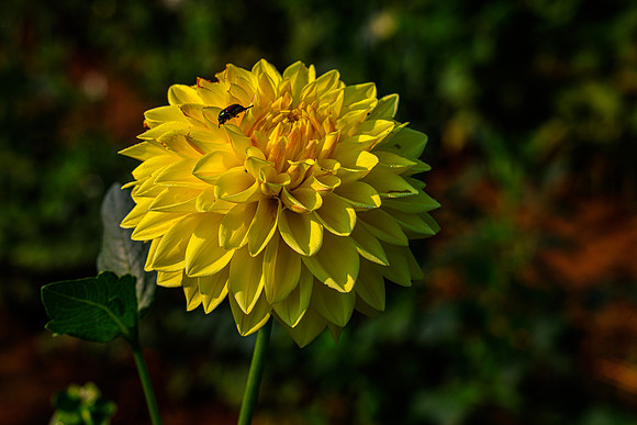 FLOWERS-16