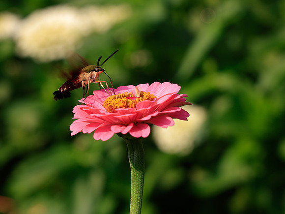FLOWERS-17