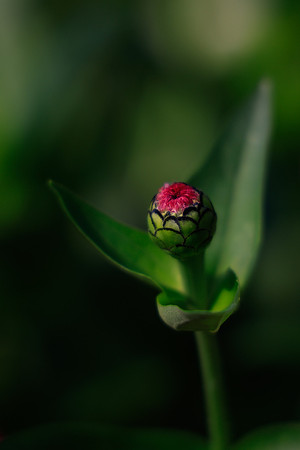 FLOWERS-20