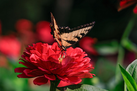 FLOWERS-21