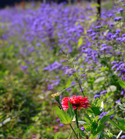 FLOWERS-24