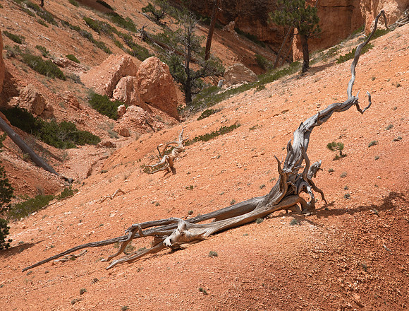 BRYCE CANYON-9