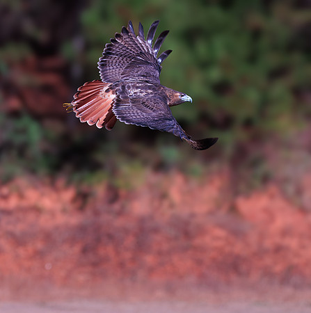 Hawk for Corky-1