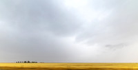 AMARILLO-9