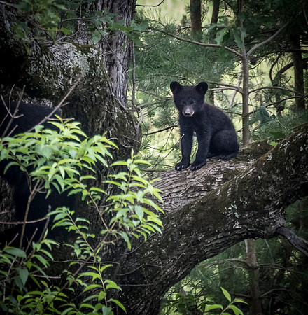 Black Bear Cub