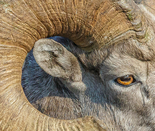 Big Horn Sheep