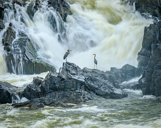 Herons at Great Falls NP