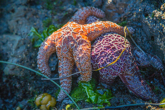 Star Fish plus One