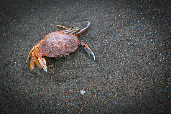 Colorful Crab