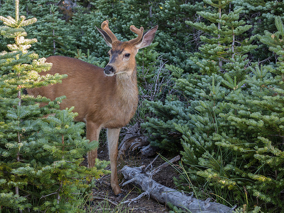 Young Buck