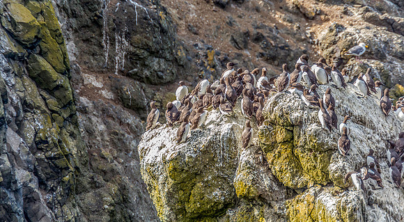 Cormorants