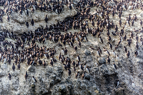 Nesting Cormorants