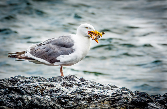 Sea Gull