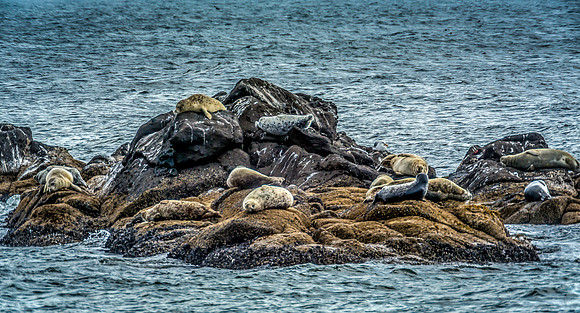 Seals Relaxing