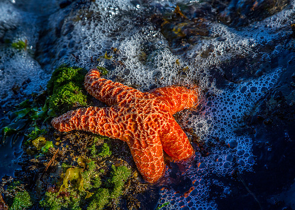Star Fish