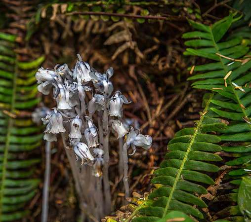 Indian Pipes