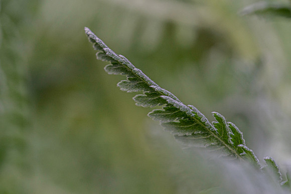Delicate Fern