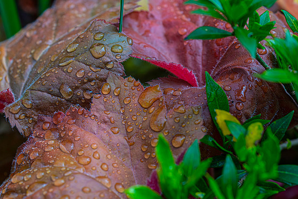 Water Drops
